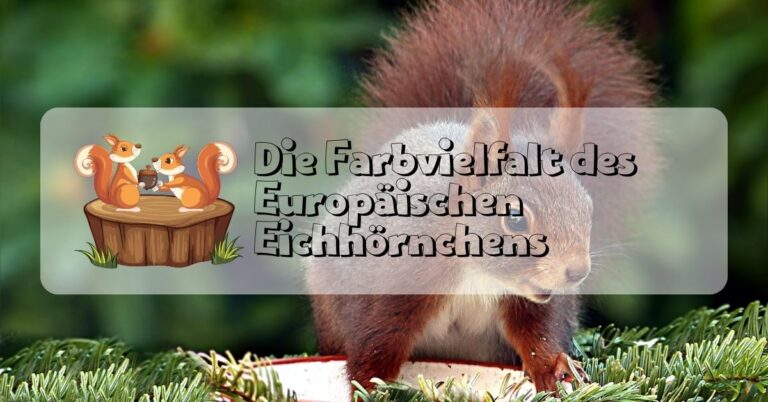 Die Farbvielfalt des Europäischen Eichhörnchens